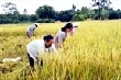 Trồng lúa trên diện tích cao su tái canh để giải quyết thiếu đói 